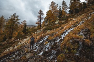 RANDONNEUR FRANCHISSANT UN RUISSEAU, COULEURS AUTOMNALES, PARC NATIONAL DU MERCANTOUR, SAINT-MARTIN-VESUBIE, PROVENCE-ALPES-COTE-D'AZUR, (06) ALPES-MARITIMES, FRANCE 