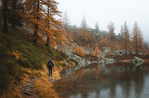 RANDONNEUR AU BORD DU LAC DES ADUS DANS LE BROUILLARD, MELEZES AUX COULEURS AUTOMNALES, PARC NATIONAL DU MERCANTOUR, SAINT-MARTIN-VESUBIE, PROVENCE-ALPES-COTE-D'AZUR, (06) ALPES-MARITIMES, FRANCE 