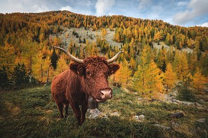 VACHE DANS UNE FORET DE MELEZES AUX COULEURS AUTOMNALES, PARC NATIONAL DU MERCANTOUR, SAINT-MARTIN-VESUBIE, PROVENCE-ALPES-COTE-D'AZUR, (06) ALPES-MARITIMES, FRANCE 