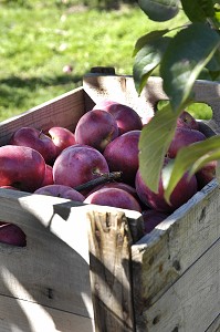 RECOLTE DE POMMES ROUGES DANS UN VERGER EN AUTOMNE, FRANCE 