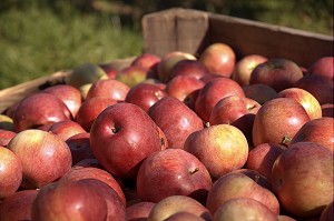 RECOLTE DE POMMES BICOLORES DANS UN VERGER, FRANCE 