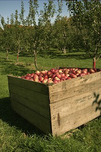 RECOLTE DE POMMES BICOLORES DANS UN VERGER, SAINT-JEAN DU LAC, QUEBEC, CANADA 