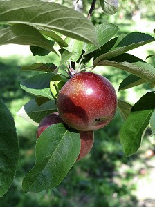 POMME ROUGE SUR UNE BRANCHE DE POMMIER EN AUTOMNE, FRANCE 