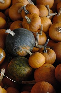 CITROUILLES POUR LA FETE D'HALLOWEEN, QUEBEC, CANADA 