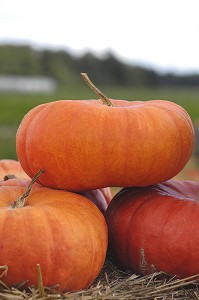 POTIRONS (CITROUILLES) POUR LA FETE D'HALLOWEEN, QUEBEC, CANADA 