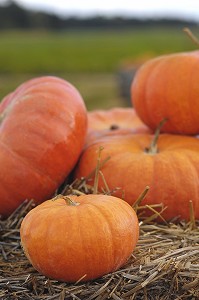 POTIRONS (CITROUILLES) POUR LA FETE D'HALLOWEEN, QUEBEC, CANADA 