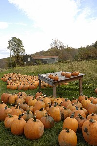 RECOLTE DE CITROUILLES DANS UN JARDIN POUR LA FETE D'HALLOWEEN, QUEBEC, CANADA 