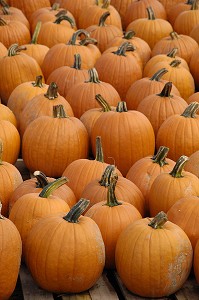 CITROUILLES POUR LA FETE D'HALLOWEEN, QUEBEC, CANADA 