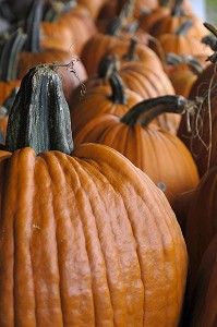 CITROUILLES POUR LA FETE D'HALLOWEEN, QUEBEC, CANADA 