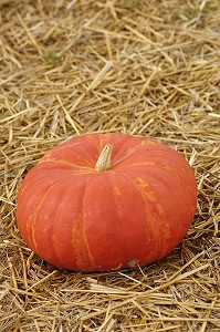 POTIRON (CITROUILLE), LEGUME D'AUTOMNE, POUR LA FETE D'HALLOWEEN, QUEBEC, CANADA 
