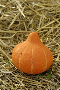 POTIMARRON, LEGUME D'AUTOMNE, UTILISE POUR LA FETE D'HALLOWEEN, QUEBEC, CANADA 