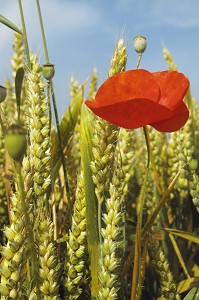 COQUELICOT DANS UN CHAMP DE BLE MUR 