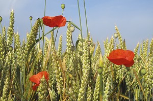 COQUELICOTS DANS UN CHAMP DE BLE MUR 