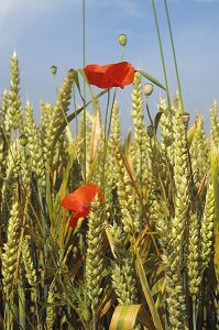 COQUELICOTS DANS UN CHAMP DE BLE MUR 