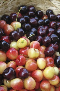 GROS PLAN DE CERISES ROUGES ET NOIRES, FRUITS ROUGES RICHES EN POTASSIUM ET AYANT DES VERTUS DIURETIQUES 