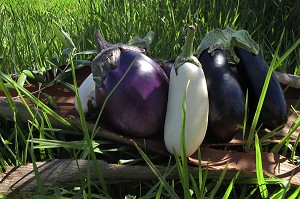 DIFFERENTES VARIETES D'AUBERGINES ROUGES ET BLANCHES ISSUES DE L'AGRICULTURE BIOLOGIQUE, LEGUMES FRUITS RICHES EN FIBRES, EN POTASSIUM ET EN MAGNESIUM, CUEILLETTE INDIVIDUELLE A LA FERME DE LUMIGNY, SEINE-ET-MARNE (77), FRANCE 