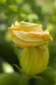 PLANT DE COURGETTES EN FLEUR, FERME DE LUMIGNY, SEINE-ET-MARNE (77), FRANCE 