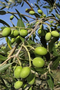 OLIVES SUR LES BRANCHES D'UN OLIVIER, FRUITS RICHES EN VITAMINES A ET E, CORSE, FRANCE 