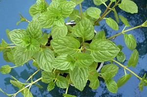 PLANT DE MENTHE BIO EN POT DANS UN JARDIN 