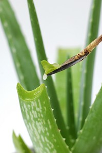 ALOE VERA EN POT, PLANTE DEPOLLUANTE AYANT EGALEMENT DES VERTUS CICATRISANTES ET REGENERANTES 