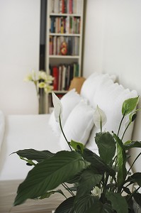 FLEUR DE LUNE OU SPATHIPHYLLUM DANS UNE CHAMBRE, PLANTE DEPOLLUANTE ABSORBANT LES COMPOSES ORGANIQUES VOLATILES TOXIQUES 