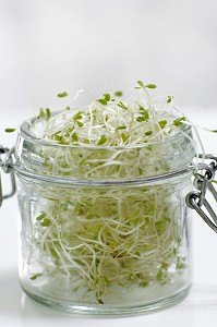 ALFALFA, LEGUMINEUSE DONT LES GRAINES GERMEES, RICHES EN VITAMINES C, ONT DES VERTUS DIGESTIVES ET ANTI-STRESS 