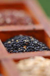 GRAINES DE SESAME BIO, TRES RICHES EN PROTEINES, AUX PROPRIETES EMOLLIENTE, ANTIOXYDANTE, LAXATIVE, ENERGETIQUE ET DIURETIQUE 