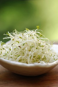 ALFALFA, LEGUMINEUSE DONT LES GRAINES GERMEES, RICHES EN VITAMINES C, ONT DES VERTUS DIGESTIVES ET ANTI-STRESS 