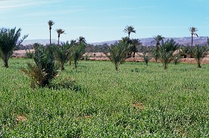 BEAUTE ET SOINS DU CORPS, TRADITIONS DU MAROC 