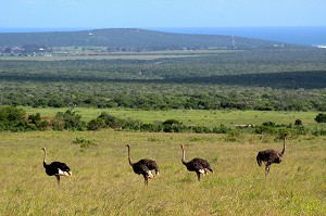 AUTRUCHES EN LIBERTE DANS LE PARC NATIONAL ADDO ELEPHANT, PROVINCE DU CAP ORIENTAL, AFRIQUE DU SUD 