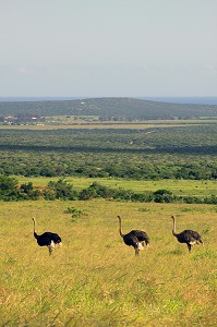 AUTRUCHES EN LIBERTE DANS LE PARC NATIONAL ADDO ELEPHANT, PROVINCE DU CAP ORIENTAL, AFRIQUE DU SUD 