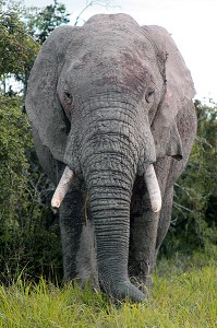 VIEIL ELEPHANT DANS LE PARC NATIONAL ADDO ELEPHANT, PROVINCE DU CAP ORIENTAL, AFRIQUE DU SUD 