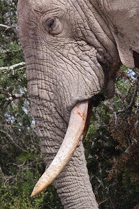 VIEIL ELEPHANT DANS LE PARC NATIONAL ADDO ELEPHANT, PROVINCE DU CAP ORIENTAL, AFRIQUE DU SUD 