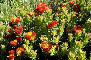 FLEURS DANS LE JARDIN BOTANIQUE DE KIRSTENBOSCH, LE CAP, PROVINCE DU CAP OCCIDENTAL, AFRIQUE DU SUD 