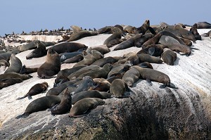 COLONIE D'OTARIES SE REPOSANT SUR DES ROCHERS AU LARGE DE HOUT BAY, PROVINCE DU CAP OCCIDENTAL, AFRIQUE DU SUD 