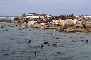 COLONIE D'OTARIES SE REPOSANT SUR DES ROCHERS AU LARGE DE HOUT BAY, PROVINCE DU CAP OCCIDENTAL, AFRIQUE DU SUD 