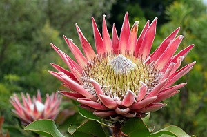 PROTEA CYNAROIDES OU PROTEE ROYALE DANS UN JARDIN A FRANSCHHOEK, PROVINCE DU CAP OCCIDENTAL, AFRIQUE DU SUD 