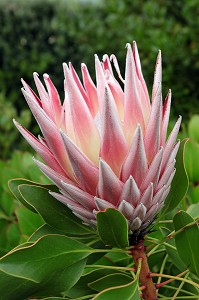 PROTEA CYNAROIDES OU PROTEE ROYALE DANS UN JARDIN A FRANSCHHOEK, PROVINCE DU CAP OCCIDENTAL, AFRIQUE DU SUD 