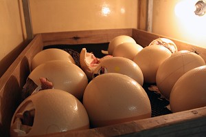 COUVEUSES POUR OEUFS D'AUTRUCHES DANS LA CANGO OSTRICH FARM, OUDTSHOORN, KLEIN OU PETIT KAROO, PROVINCE DU CAP OCCIDENTAL, AFRIQUE DU SUD 