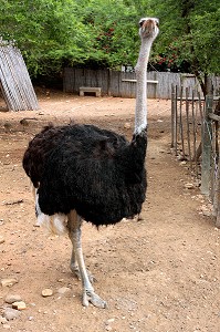AUTRUCHE MALE DANS UN PARC DE LA CANGO OSTRICH FARM, OUDTSHOORN, KLEIN OU PETIT KAROO, PROVINCE DU CAP OCCIDENTAL, AFRIQUE DU SUD 