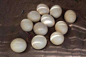 OEUFS D'AUTRUCHES DANS LA CANGO OSTRICH FARM, OUDTSHOORN, KLEIN OU PETIT KAROO, PROVINCE DU CAP OCCIDENTAL, AFRIQUE DU SUD 
