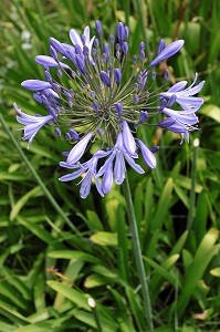 GROS PLAN SUR UNE FLEUR AU BORD DE LA ROUTE DES JARDINS, KLEIN OU PETIT KAROO, PROVINCE DU CAP OCCIDENTAL, AFRIQUE DU SUD 