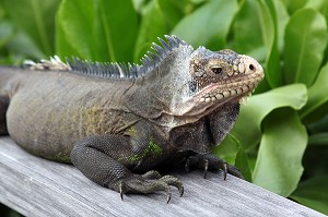 IGUANE DOMESTIQUE APPARTENANT AU PROPRIETAIRE DE L'HOTEL DE LUXE SAINT-BARTH ISLE DE FRANCE, ANSE DES FLAMANDS, ILE DE SAINT-BARTHELEMY, PETITES ANTILLES FRANCAISES, CARAIBES 