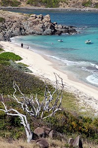 PLAGE SAUVAGE DE L'ILET PINEL, RESERVE NATURELLE NATIONALE DE LA PARTIE FRANCAISE DE L’ILE DE SAINT-MARTIN, PETITES ANTILLES FRANCAISES, CARAIBES 
