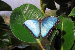 PAPILLON POSE SUR UNE FEUILLE DANS LA FERME AUX PAPILLONS, LE GALION BEACH ROAD, PARTIE FRANCAISE DE L’ILE DE SAINT-MARTIN, PETITES ANTILLES FRANCAISES, CARAIBES 