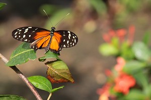 PAPILLON POSE SUR UNE FEUILLE DANS LA FERME AUX PAPILLONS, LE GALION BEACH ROAD, PARTIE FRANCAISE DE L’ILE DE SAINT-MARTIN, PETITES ANTILLES FRANCAISES, CARAIBES 