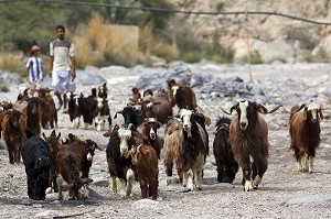 TROUPEAU DE CHEVRES MENE PAR DES ENFANTS DANS UN WADI DU HAJAR, SULTANAT D'OMAN, MOYEN-ORIENT 