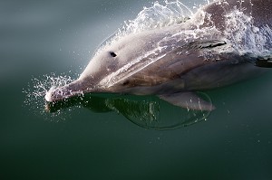 DAUPHIN JOUANT AVEC LE BATEAU DANS LES EAUX DU FJORD D'ASH SHAM, PENINSULE DE MUSANDAM, SULTANAT D'OMAN, MOYEN-ORIENT 