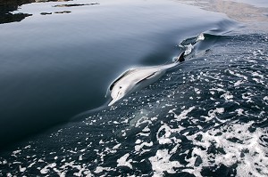 DAUPHIN JOUANT AVEC LE BATEAU DANS LES EAUX DU FJORD D'ASH SHAM, PENINSULE DE MUSANDAM, SULTANAT D'OMAN, MOYEN-ORIENT 