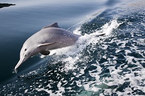DAUPHIN JOUANT AVEC LE BATEAU DANS LES EAUX DU FJORD D'ASH SHAM, PENINSULE DE MUSANDAM, SULTANAT D'OMAN, MOYEN-ORIENT 